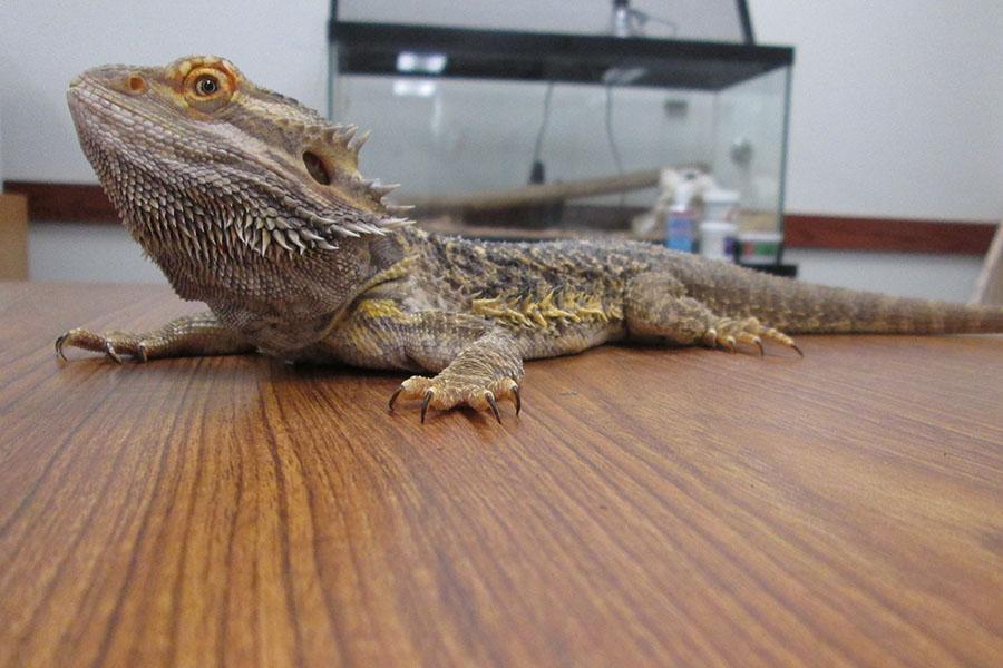 Bearded dragon livens up physics class