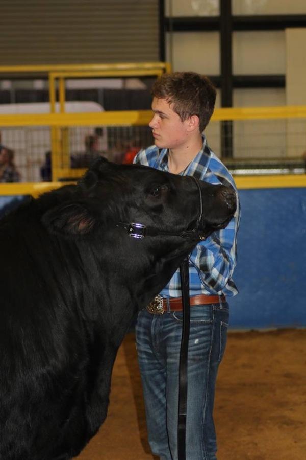 Senior Jacob Rickman shows his steer at the first livestock show of the year