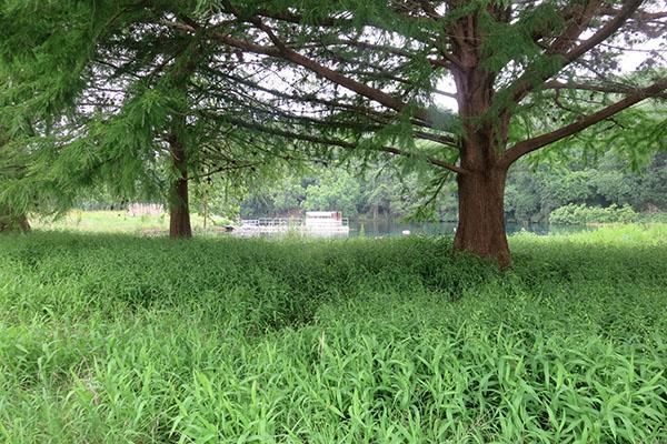 Students experience the beautifully dense nature at Aquarena Center.