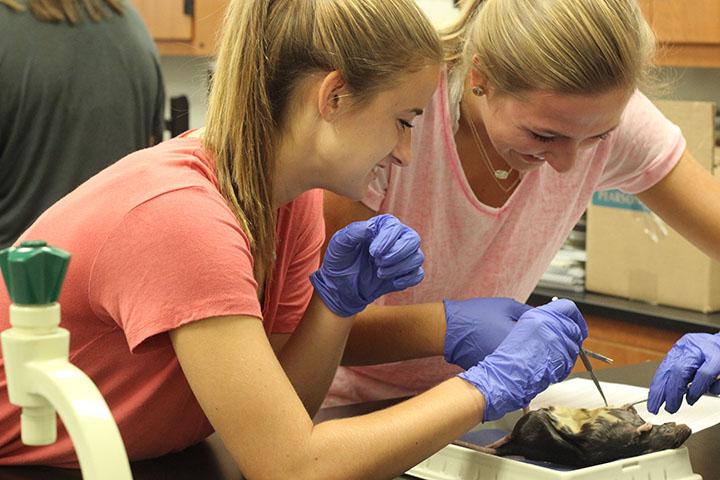 Seniors Cassidy Cavanaugh and Savannah Andres dissect a rat in Anatomy and Physiology