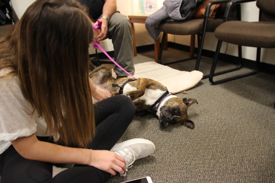 Hounds for Heroes dog Lexi rolls over for a belly rub from senior Karsen Leavell.