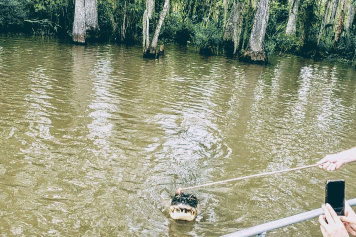 A group of tourists feeds an alligator a hot dog during a swamp tour on the outskirts of New Orleans.