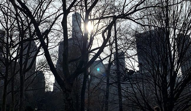 A view of high-rise Manhattan from behind the trees of Central Park. 