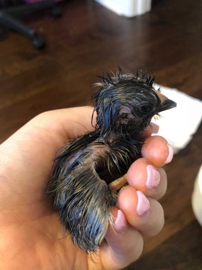 Above is the first of Lopezs nine chicks to hatch.