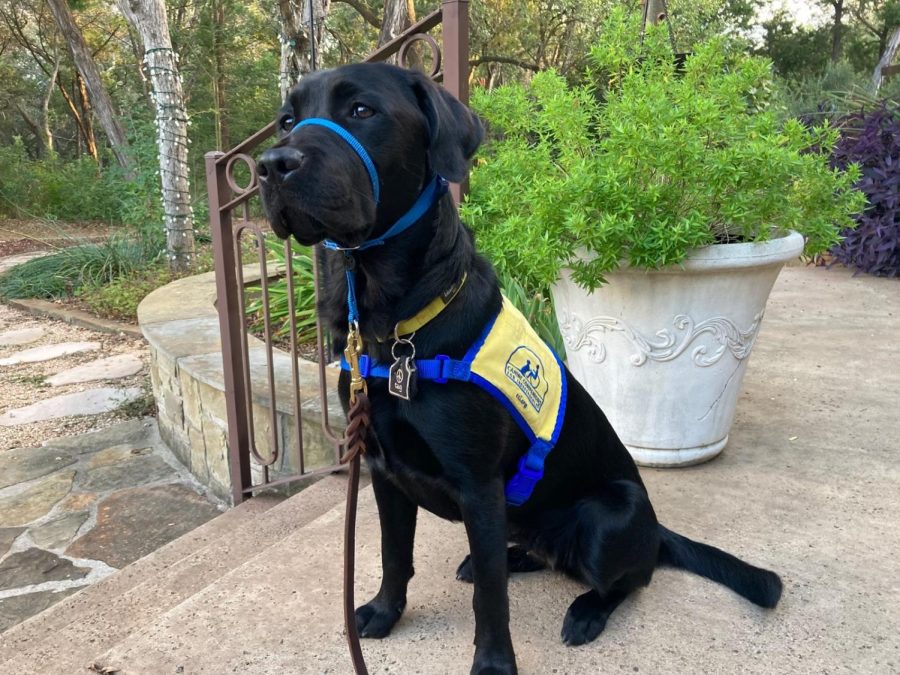 Magnolia the black lab was provided with a special harness to make her training official.