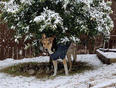 Gumball, a foster dog, was chained to a tree after being hit by a car