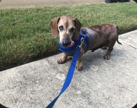 Spencer, a 12 year old breeder was abandoned in an apartment before being fostered.