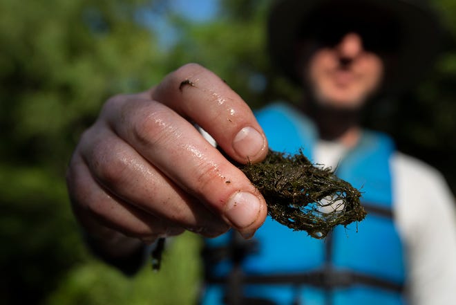 Dr. Brent Bellinger on Lady Bird Lake collects samples for genetic sequencing. Algae is a neurotoxin not present in the waters composition.