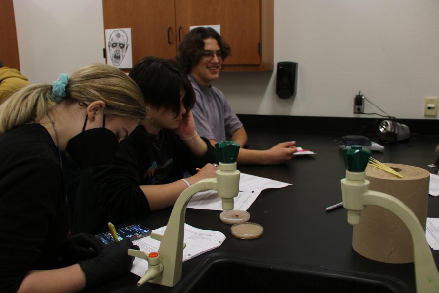 Students consult about their procedure for the lab.