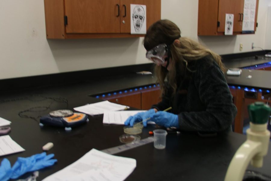 Student scoops culture of bacteria onto an agar plate. 