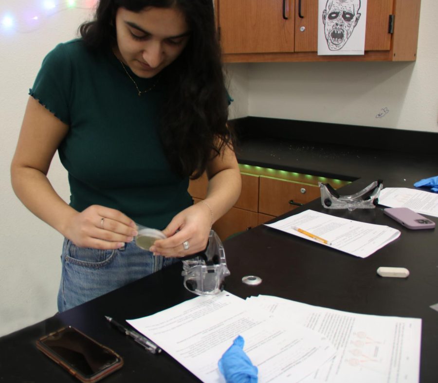 Student parafilms their bacteria agar plate after the lab.