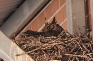 Since early February, Bad Bunny the horned owl has taken over the previous raven duos nest.