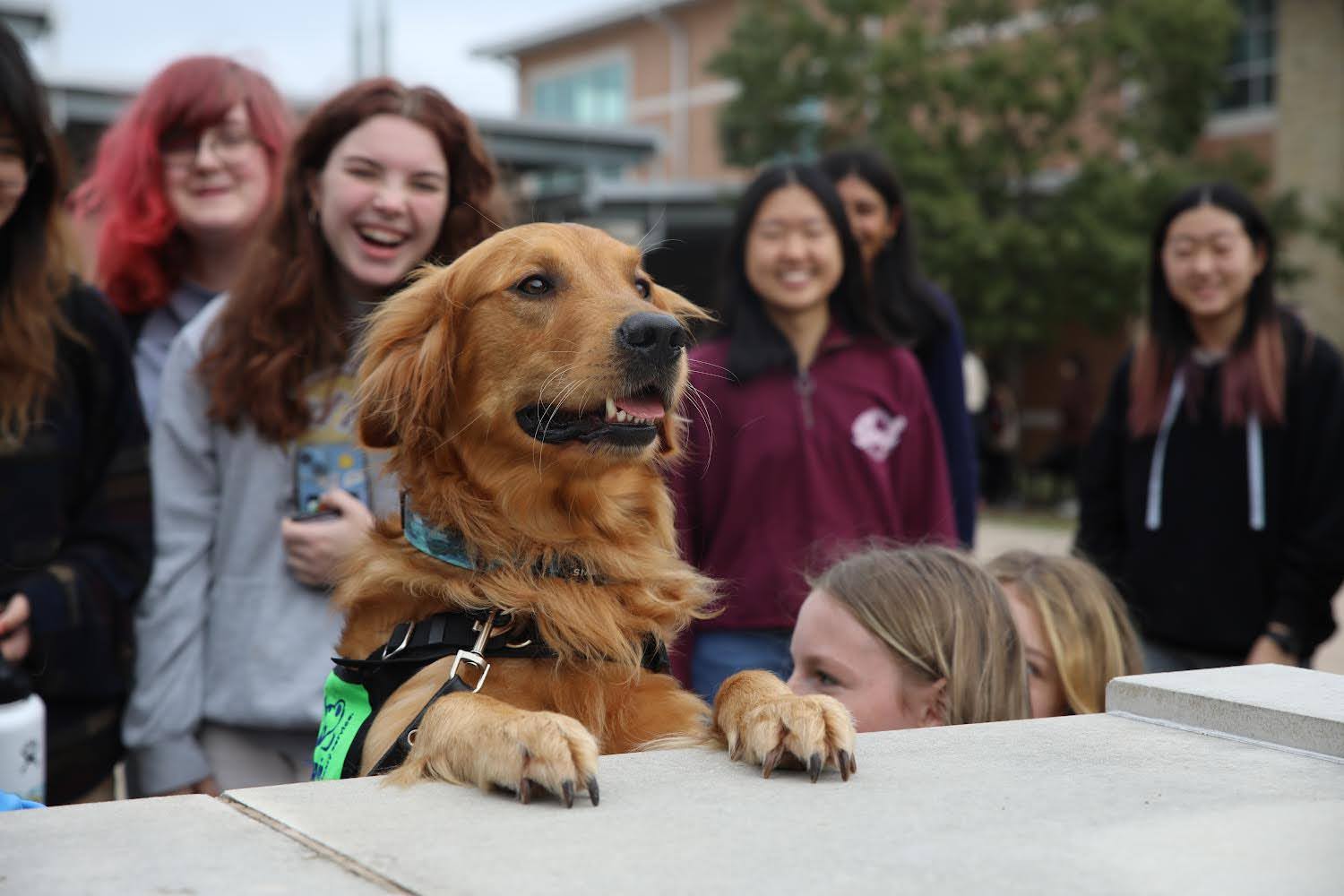 Student Council and the Counseling Team partner with Divine Canines to bring therapy dogs to the courtyard during PIT.