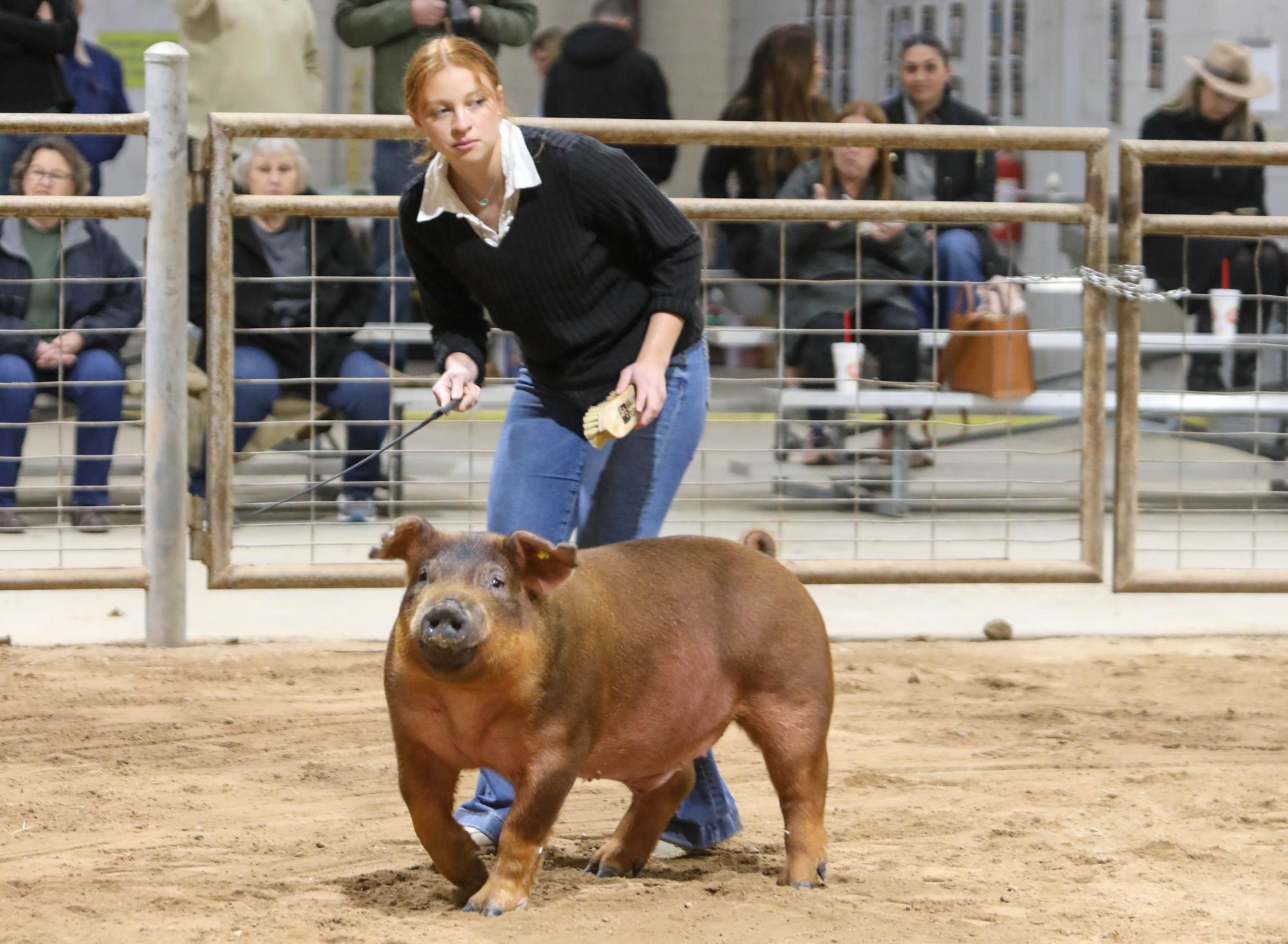 Junior Ashley Thompto walks her pig, Ranger, at the Greater Leander FFA Show. The competition was originally supposed to be in Leander, but due to bad weather conditions, it was held at Cedar Park.