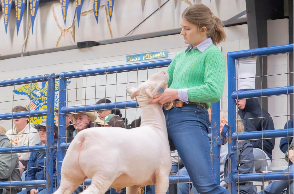 Senior Campbell Jordan prepares to show her lamb to the judges in the ring at the Greater Leander FFA lamb show on Jan 23. Her lamb, Kermit, became the champion finewool and reserve overall lamb, with Jordan winning lamb showmanship.