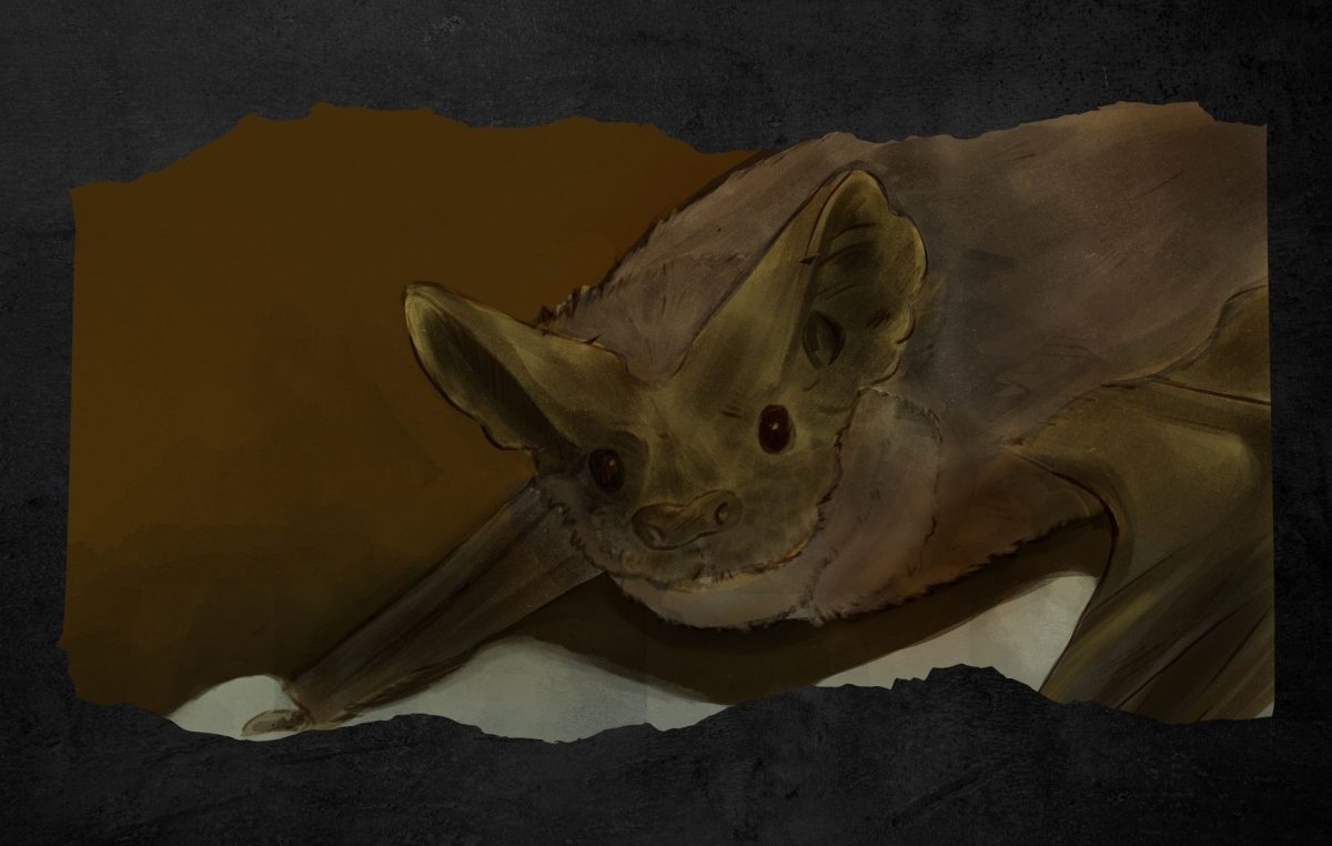 Austin's Furry Mascot: The Mexican Free-Tailed Bat