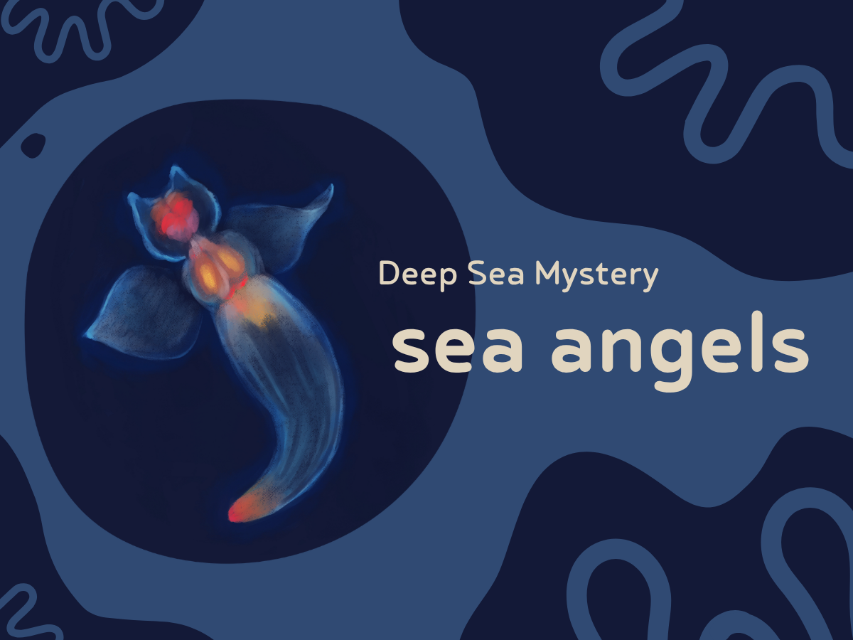 Deep Sea Mystery: Explore Another Creature